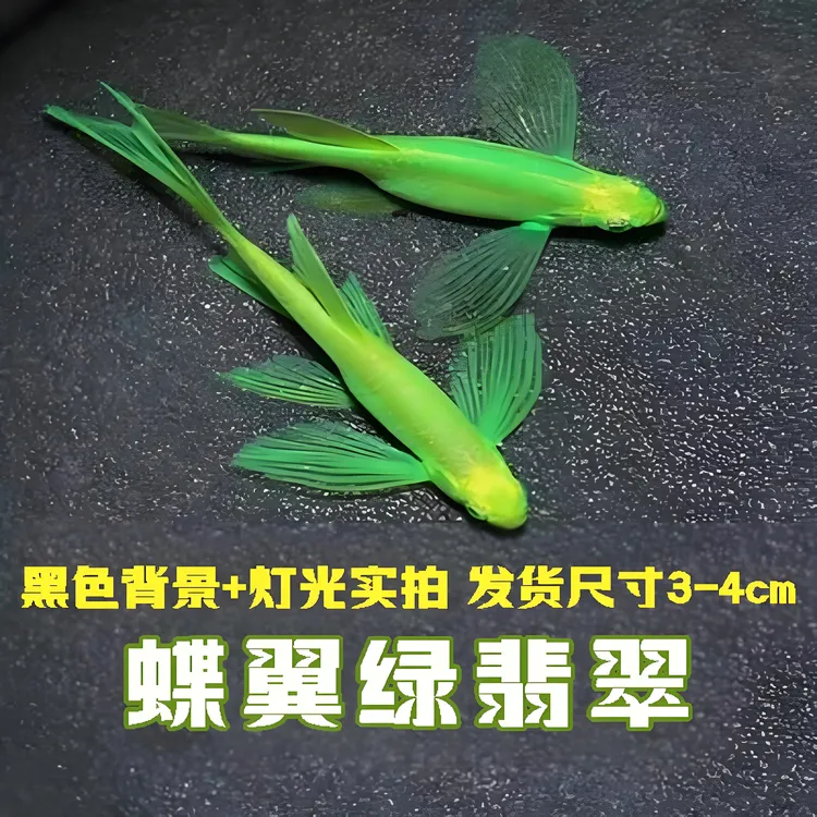 蝶翼翡翠斑马 凤尾斑马  小型热带观赏鱼 淡水孔雀耐养新手活体