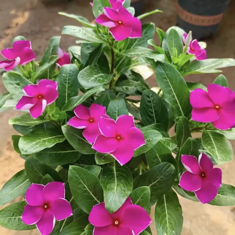 【木本天天开】长春花加仑盆四季开花带花发货庭院阳台耐热绿植花卉