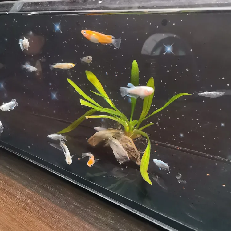 小型观赏鱼青鳉活体宠物鱼好养耐活无需打氧