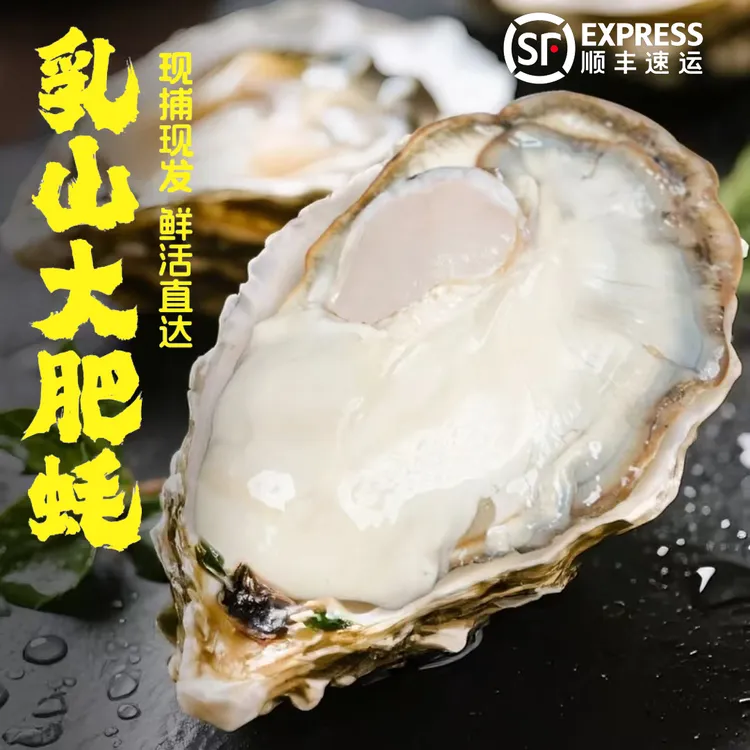 【买5斤送5斤】正宗乳山特大鲜活生蚝海鲜刺身级牡蛎冷链包邮