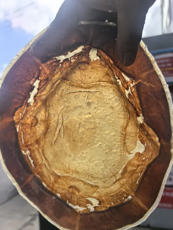 海蜇提干皮，海蜇干皮，海蜇红干皮