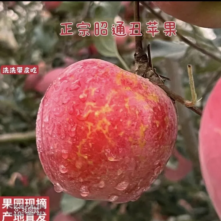 云南昭通冰糖心丑苹果脆甜多汁水果产地直发