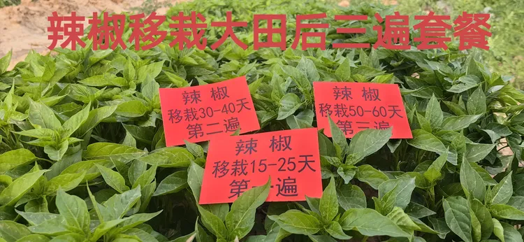 辣椒防落叶病毒病三遍套餐