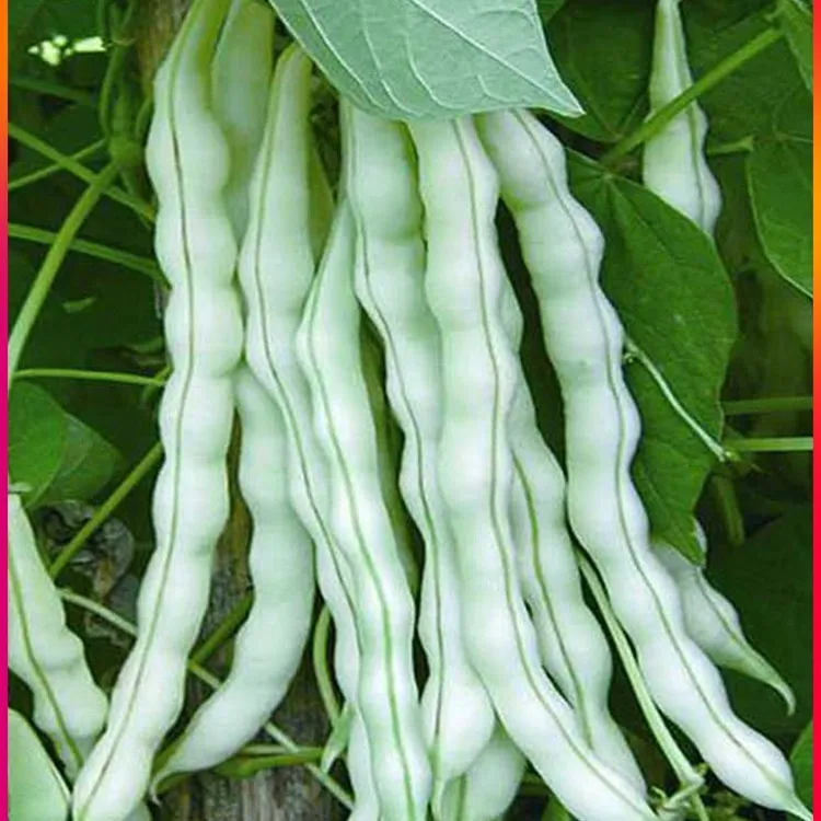 拍三送一四季九粒白芸子早熟白不老豆角阳台蔬菜种籽