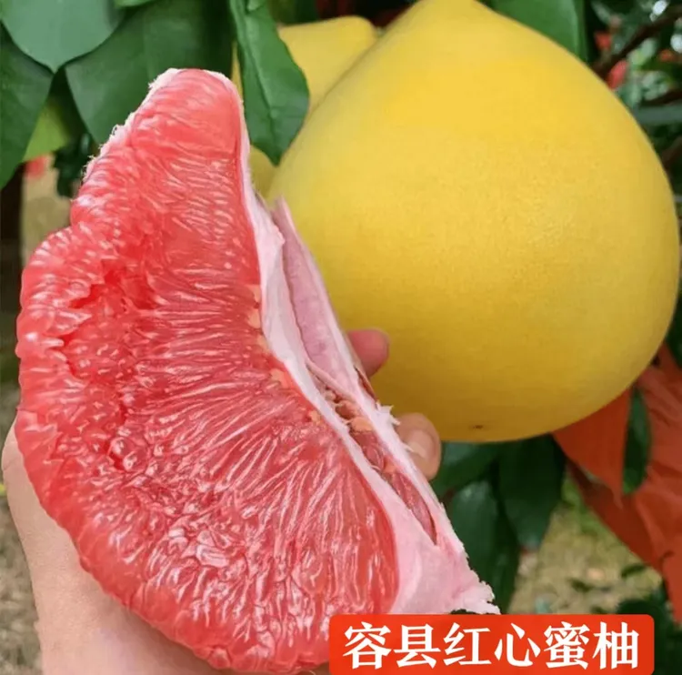 【礼盒装】广西容县红心蜜柚果肉饱满酸甜多汁新鲜采摘产地直发