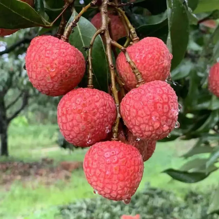 2025年头茬海南荔枝，白糖罂，老树果，纯甜不带任何酸涩感，顺丰空运