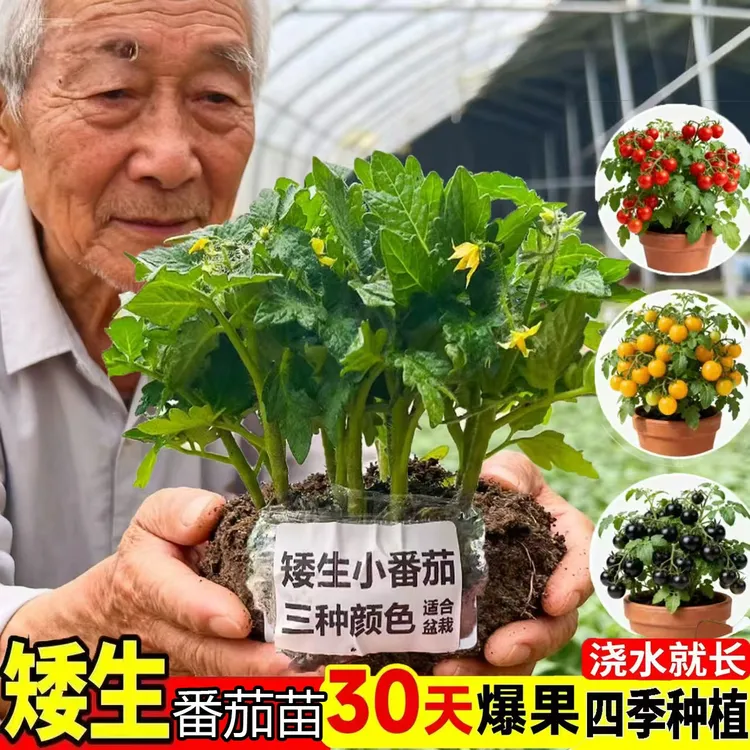 矮生红番茄苗子阳台盆栽小柿子红黄黑西红柿秧苗四季黄圣女果苗子商品图