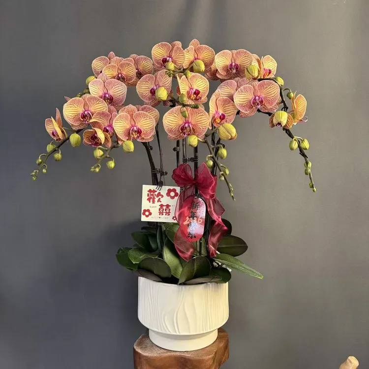 【小安童】复古橙色系花瓣厚带有精美纹路 蜡质花 蝴蝶兰高端花卉