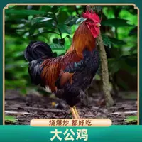 山东黄脚公鸡3.8-4斤/只 2只总净重≥7.6斤 肉质鲜嫩