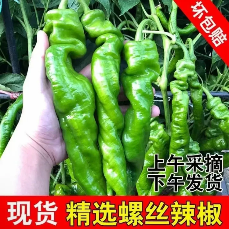 甘肃高山露天现采现摘中辣口感薄皮螺丝辣椒