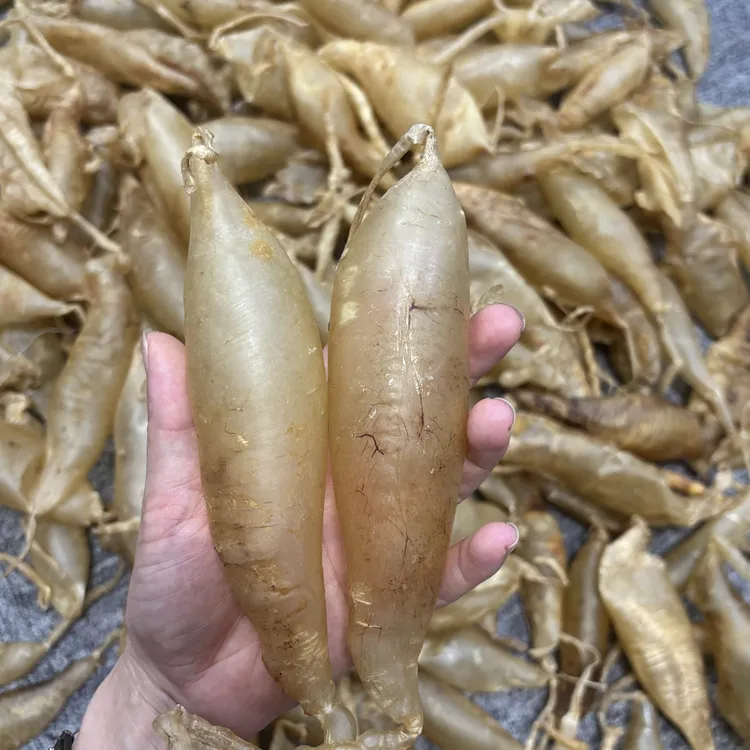 斗湖胶 缅斗 养胃胃鱼胶 煲汤甜品