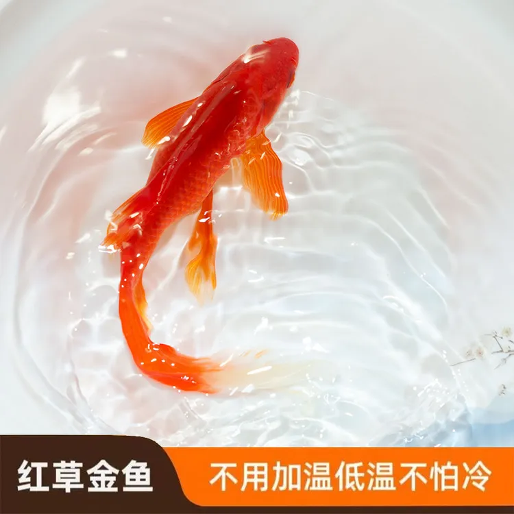 超大尺寸精品火焰红冷水观赏鱼9-11厘米15条皮实多彩渔场好养耐活