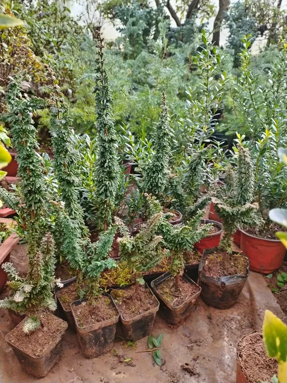 柏树盆栽稀有品种云片柏孔雀柏四季常绿耐寒耐热庭院花园花镜植物