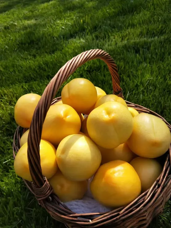 蒙阴黄油桃软硬两吃老人孕妇小孩放心吃现摘现发脆甜