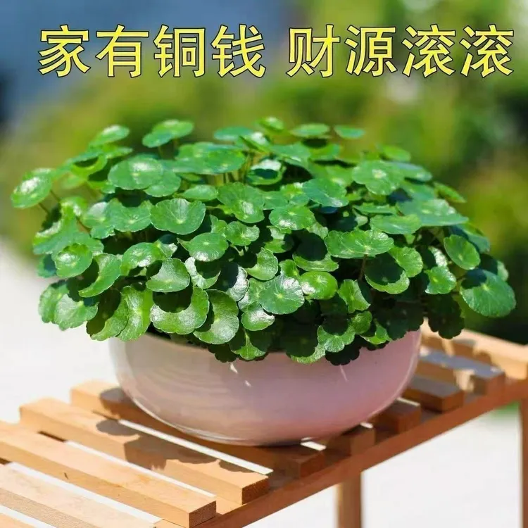 铜钱草水培绿植四季常青室内外阳台庭院养殖好养易活（裸根不带叶）
