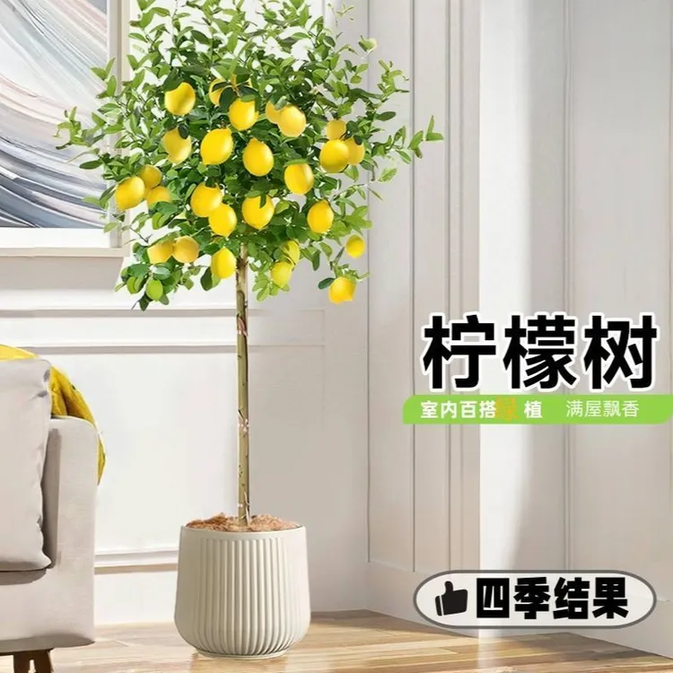 网红香水柠檬树盆栽大型绿植客厅室内阳台四季花果可食用净化空气