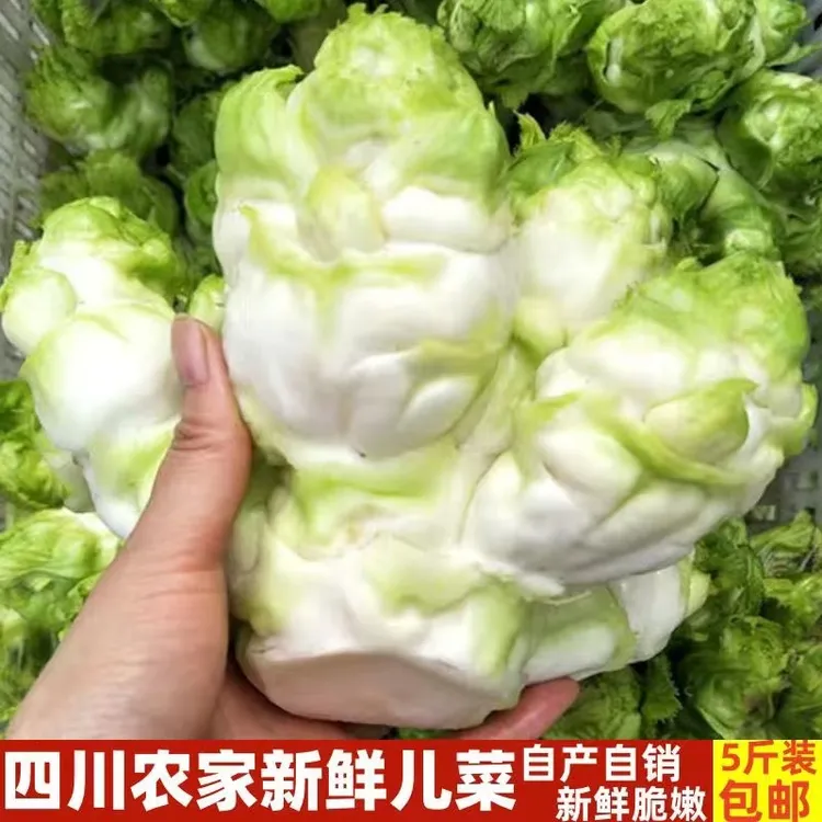 四川农家儿菜新鲜娃娃菜正宗抱儿菜南充菜整棵发时令芥菜3/5/8斤