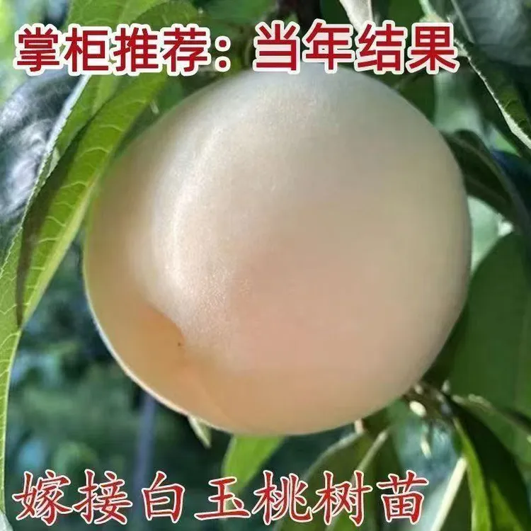 正宗嫁接蜂糖白玉桃树苗盆地栽南北方种植大果白玉桃树苗当年结果商品图