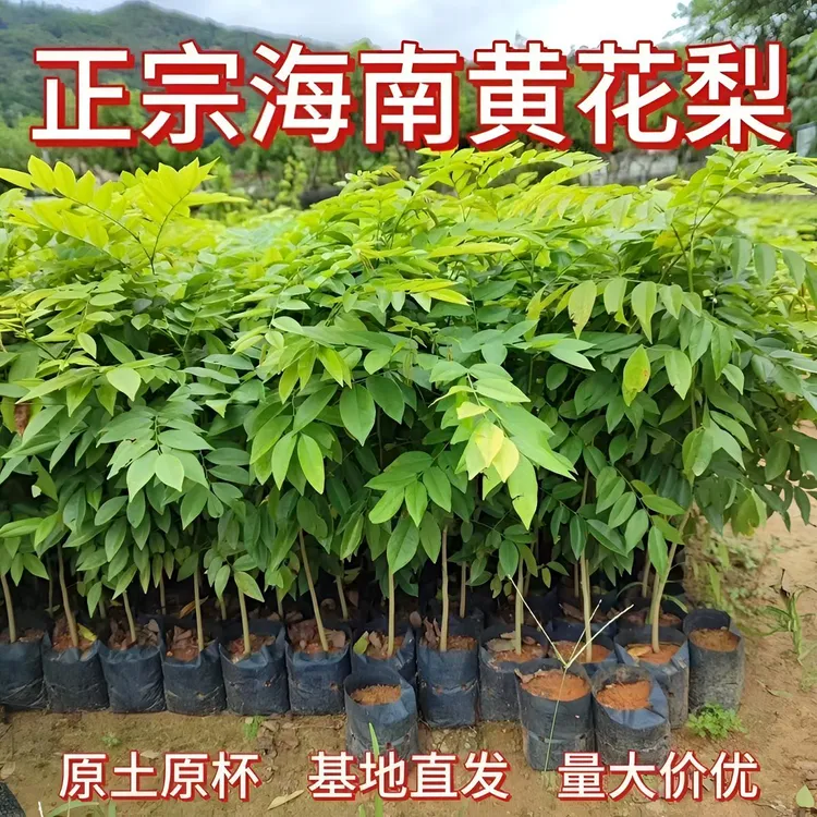 海南黄花梨降香黄檀苗珍稀名贵绿植树带庭院种植盆栽景观易存活