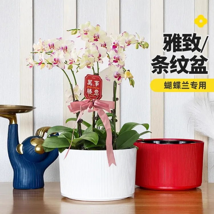 蝴蝶兰花盆家用塑料树脂加厚耐用花卉绿植轻奢高级感家用专用套盆