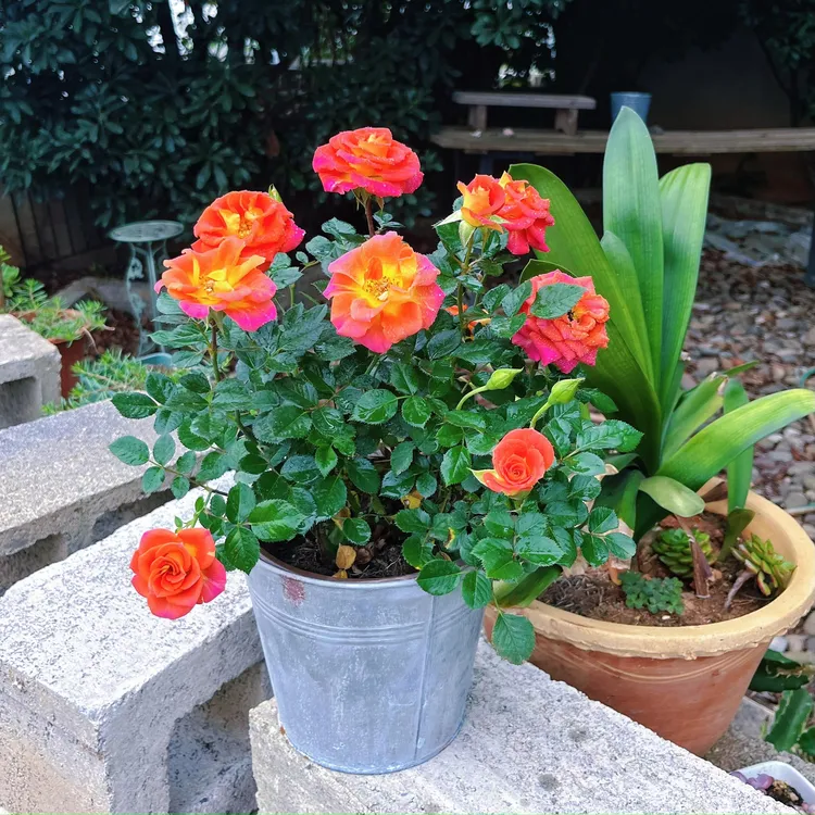 二乔双鱼座复色月季花苗盆栽带花苞开花微月季花苗四季室内庭院