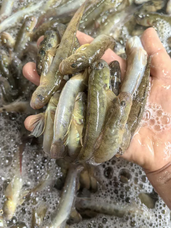 小鱼仔3斤包邮60元