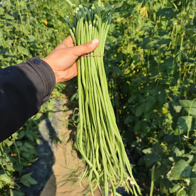 农家种植新鲜长豆角脆嫩缸豆可做酸豆角现摘现发