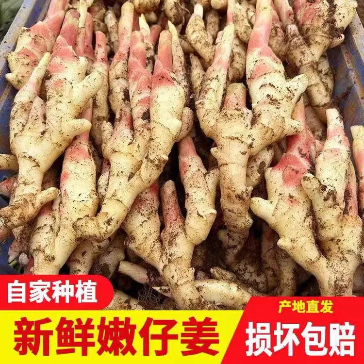 山东嫩姜仔姜生姜鲜姜红芽姜新鲜姜芽做泡糖醋姜黄姜时令应季蔬菜