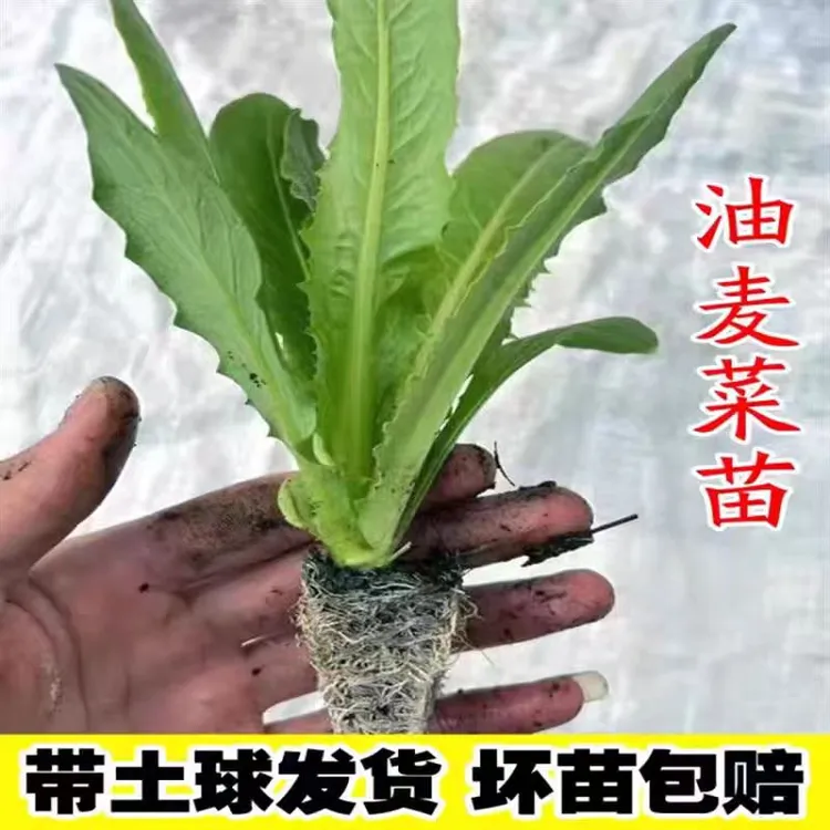 油麦菜苗红油麦菜秧苗四季香甜多茬油麦菜阳台庭院种植耐旱耐寒菜