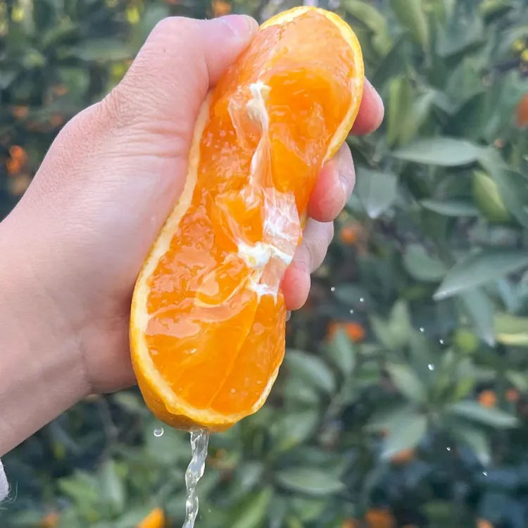 正宗秭归九月红脐橙新鲜甜橙子果园直发孕妇水果