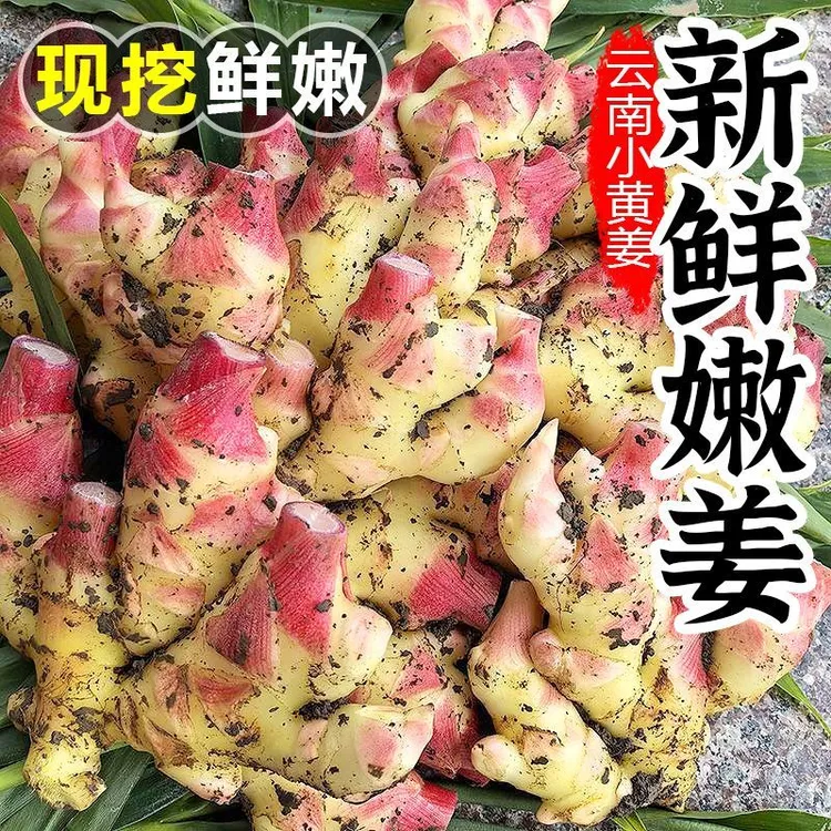 【新鲜嫩姜】2025年云南新鲜现挖小黄姜嫩姜泡姜腌制姜当季头茬生姜