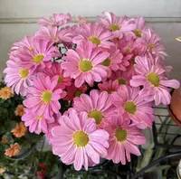 【李先生】小菊花！室内外观赏花带花带花苞发货