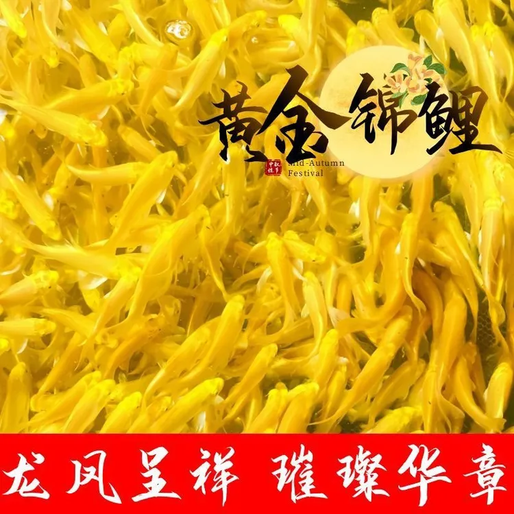 好养耐活黄锦鲤活鱼招财金鱼冷水观赏鱼