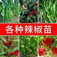 秋种椒辣椒苗带土球发货超辣红尖椒幼苗种苗多种蔬菜苗