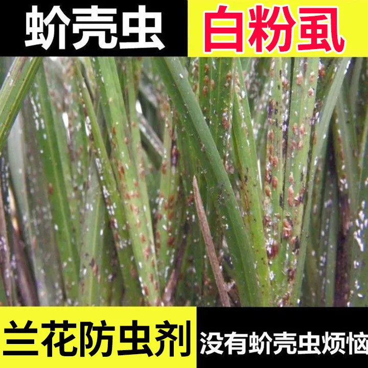 兰花蚧壳虫专用花卉除虫剂除各种花卉兰草介壳虫白粉虱蚜虫小黑飞