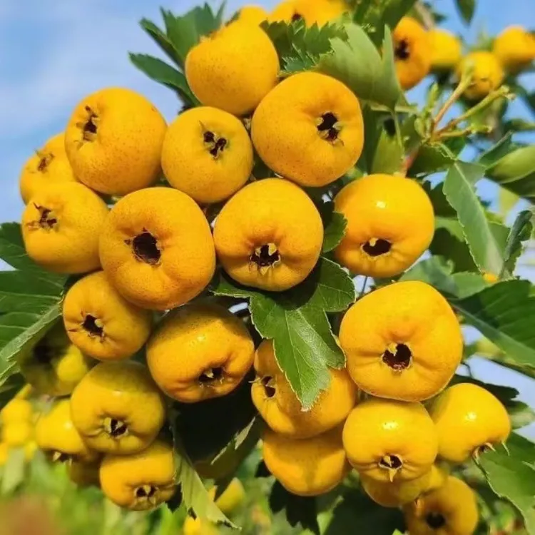 稀有品种黄金山楂甜大于酸带有果香味沂蒙山区果园新鲜采摘