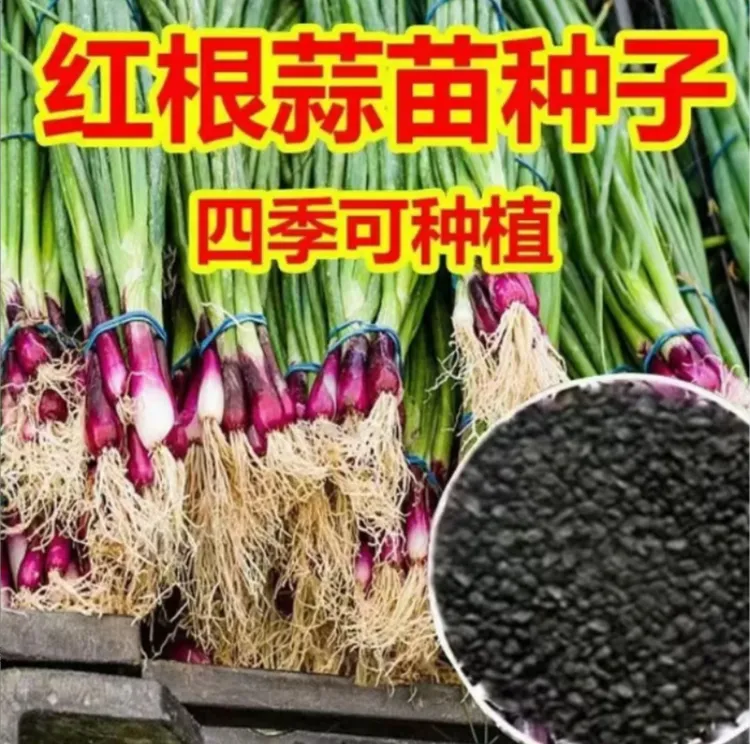 红根蒜苗种子红根香蒜硬叶蒜苗一年四季三茬连续均可种植蒜苗种籽