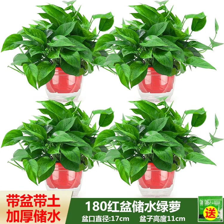 思兰绿萝盆栽客厅除甲醛净化空气好养室内绿植物花卉吊兰绿箩批发