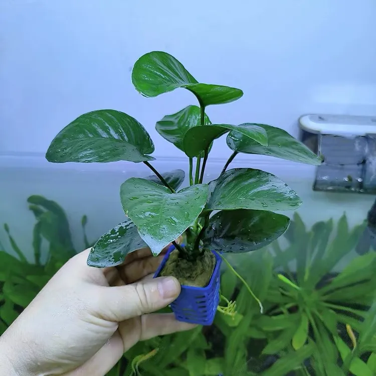 大叶巴榕小水榕鱼缸造景水草植物真草绿植摆件好养活懒人新手入门