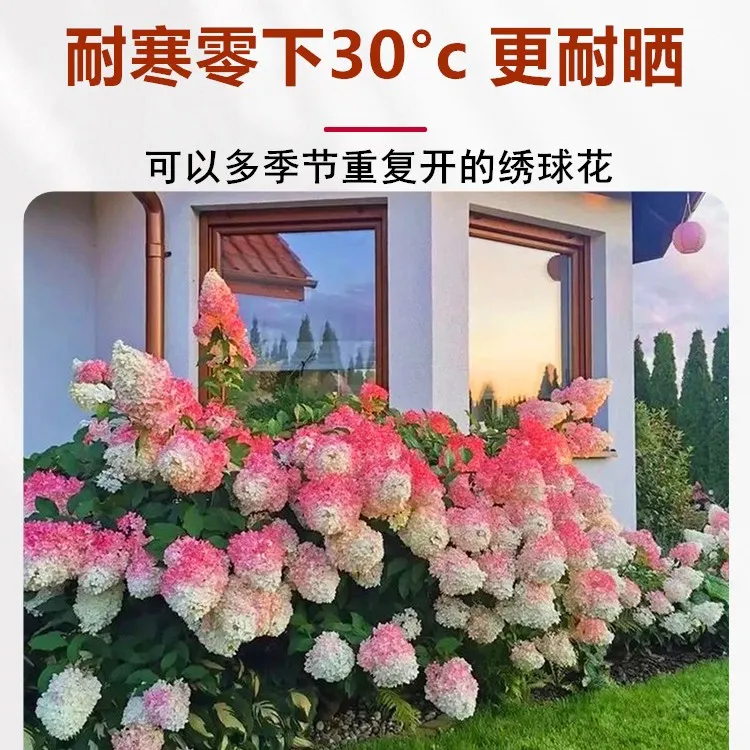 大花圆锥绣球地栽木本耐寒耐寒耐热庭院花卉无尽夏