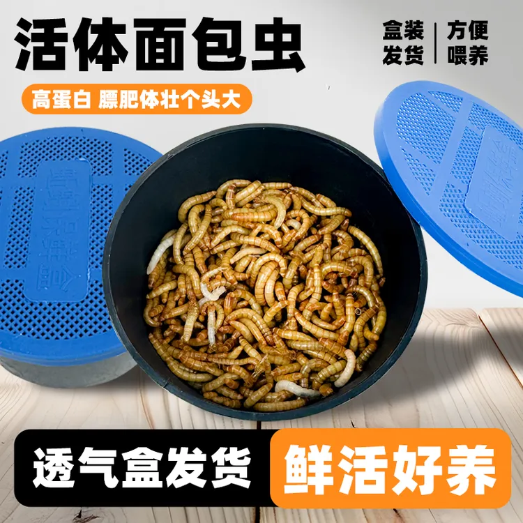 活体面包虫活虫黄粉虫仓鼠蜘蛛蝎子乌龟守宫角蛙画眉鸟食活饵饲料