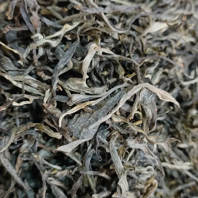 2025年蕨蕨山 头春头采老树(晒青毛茶）散装茶