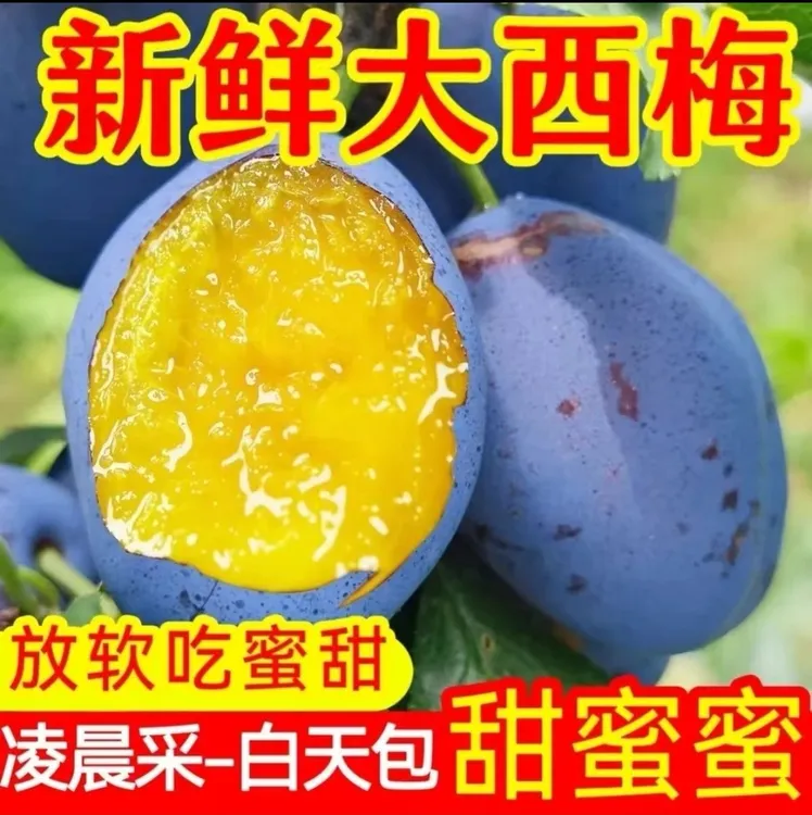 【新鲜西梅】甘肃天水西梅头茬现摘香甜多汁放软应季新鲜孕妇蓝蜜