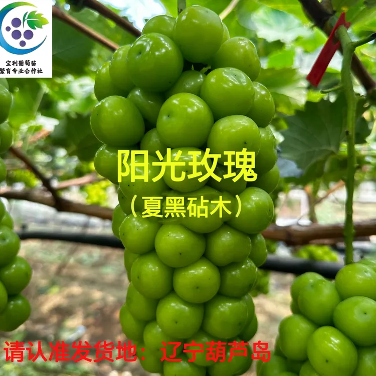 夏黑砧木阳光玫瑰  嫁接苗   裸根发货（一年苗 ）