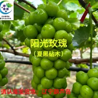 夏黑砧木阳光玫瑰  嫁接苗 （一年苗 ）