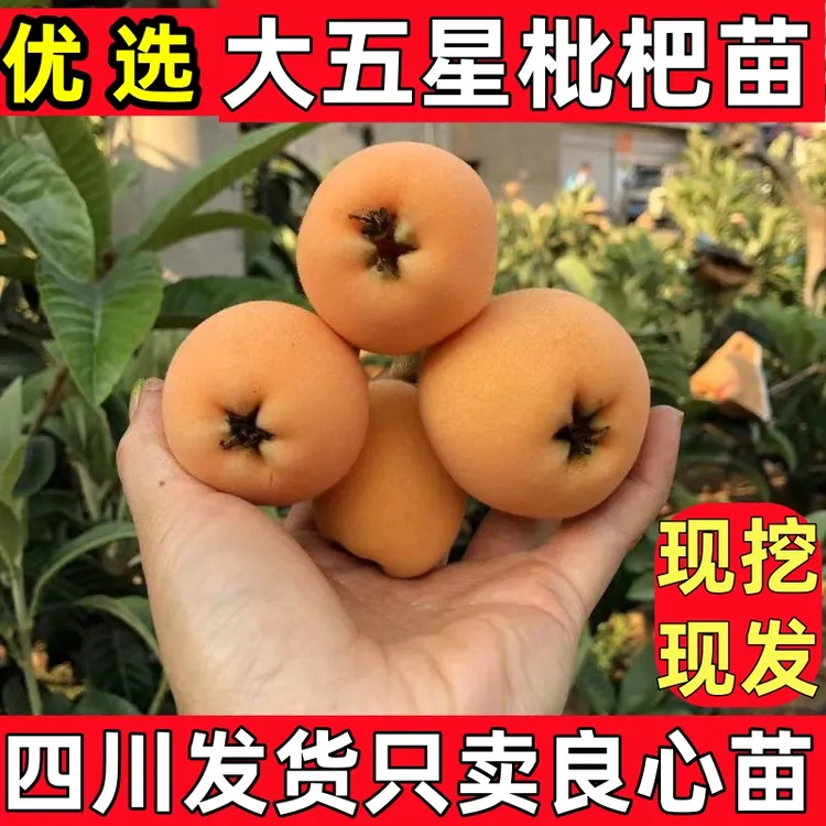 四川大五星枇杷苗枇杷树苗