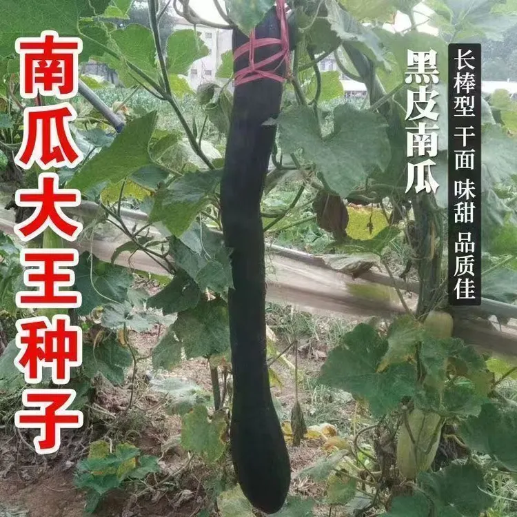 【特长嫩南瓜种子】四季种植盆栽地栽阳台小院种植商品图
