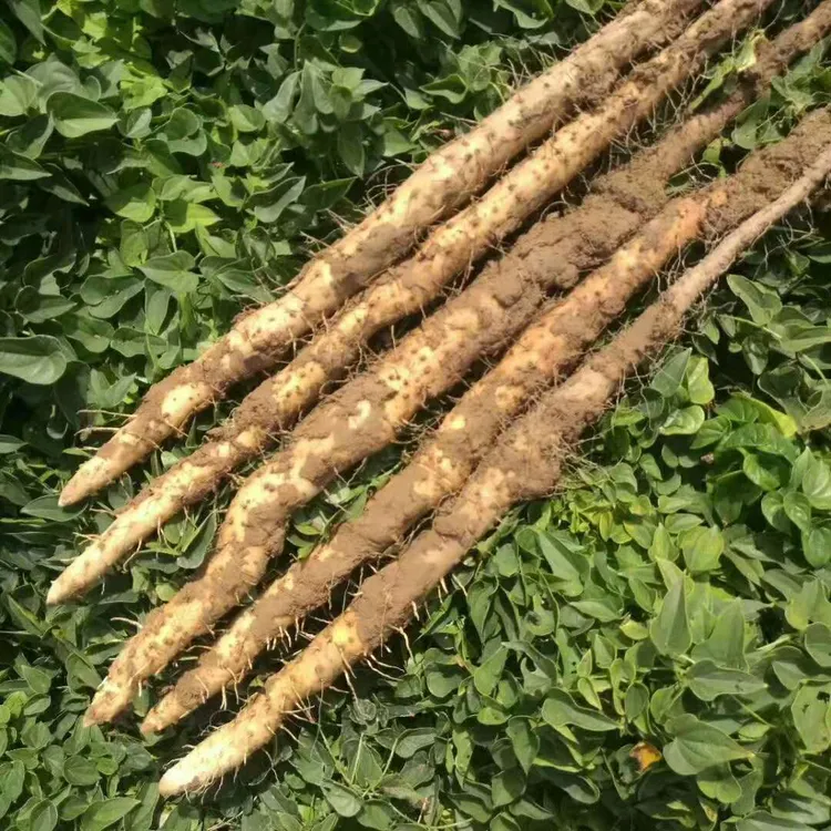 河南特产 焦作温县正宗垆土地铁棍山药高品质山药
