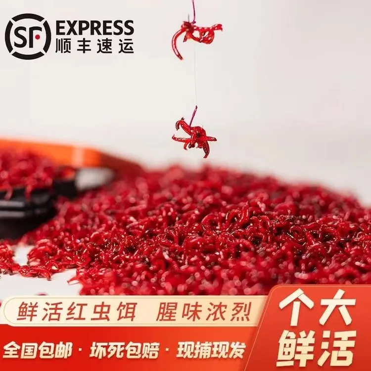 红虫活饵 钓鱼饵料野钓鱼饵红虫饵料公虫活体喂拉饵鲫鱼鲤鱼
