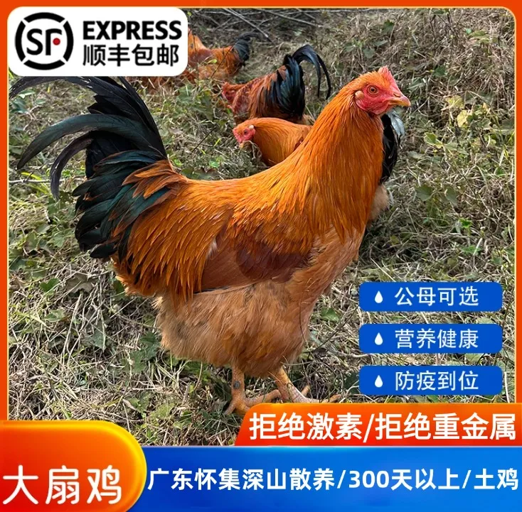 广东怀集红毛大扇鸡母鸡土鸡散养走地鸡300多天深山松树林里散养